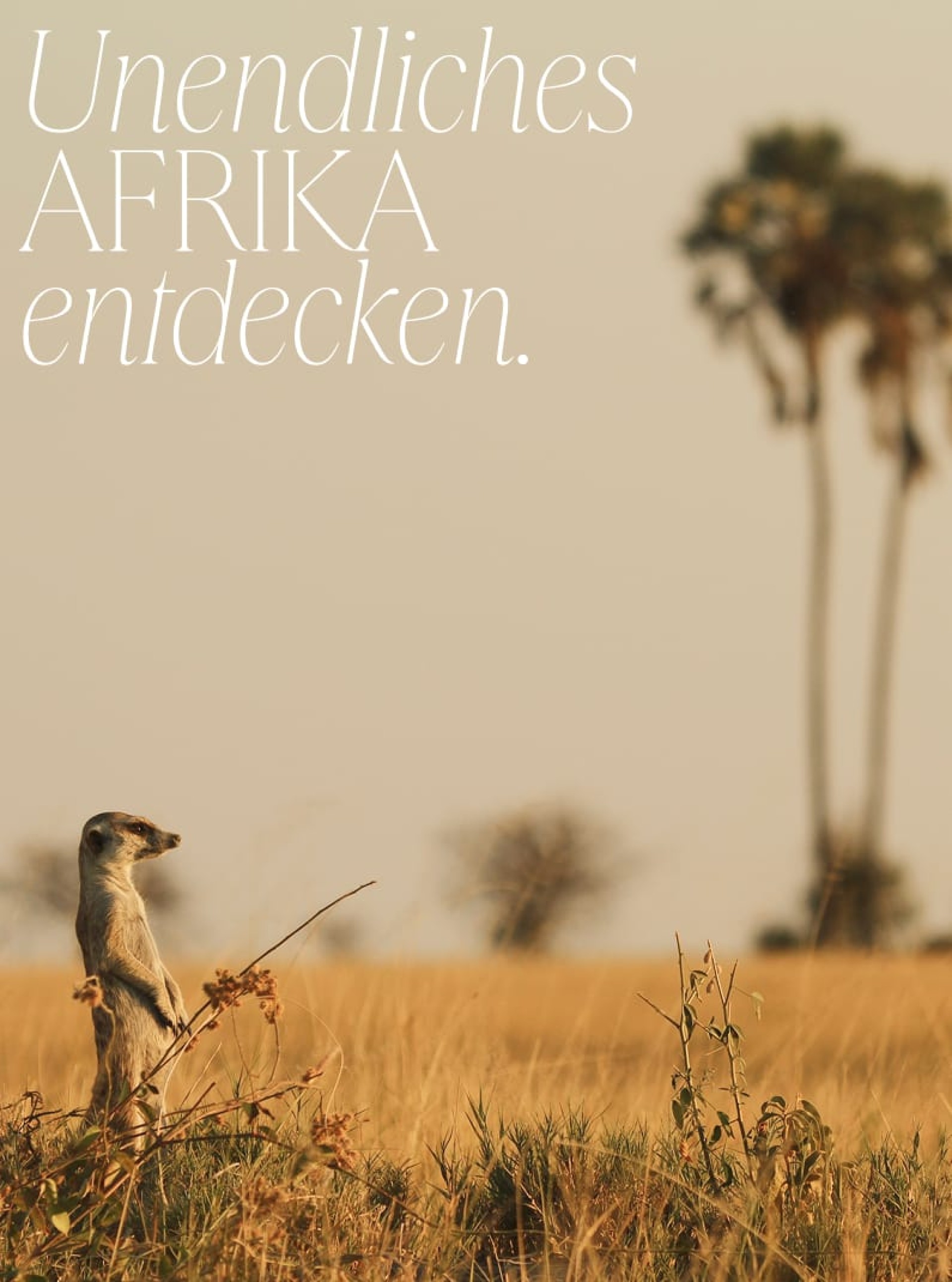 Ein Erdmännchen steht aufrecht in einer grasbewachsenen Savanne. Text: "Unendliches AFRIKA entdecken."