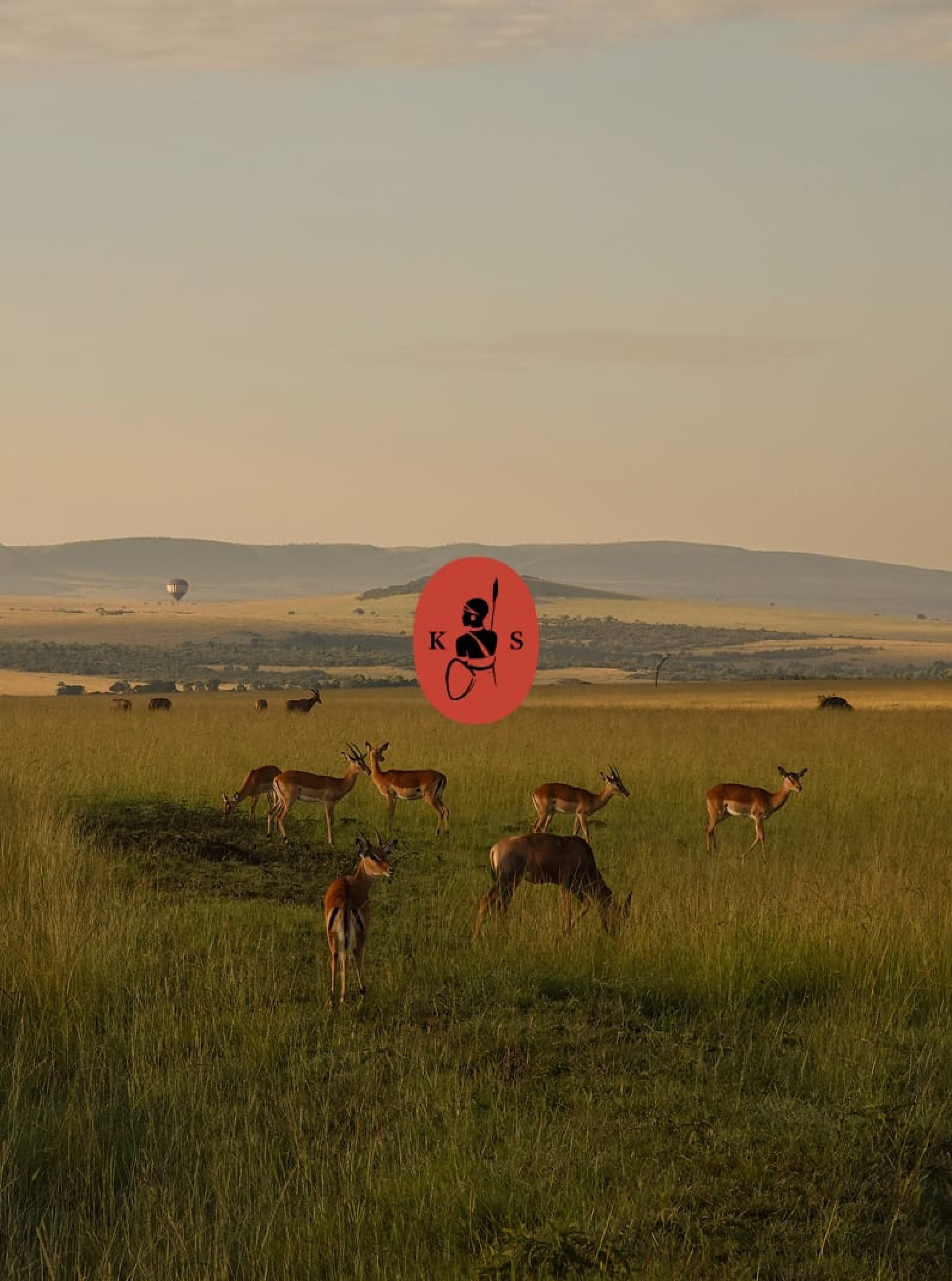 Eine Herde von Hirschen auf einem Feld. Das Logo "KS" in Rot ist im Zentrum.