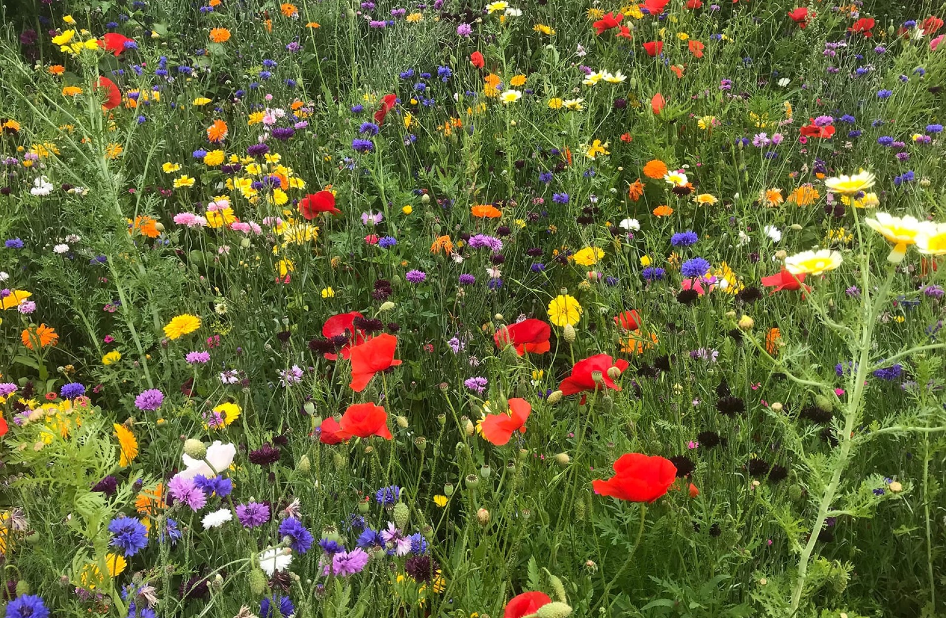 Ein Feld mit einer Vielzahl von Wildblumen in Rot, Gelb, Blau, Violett, Orange und Weiß.
