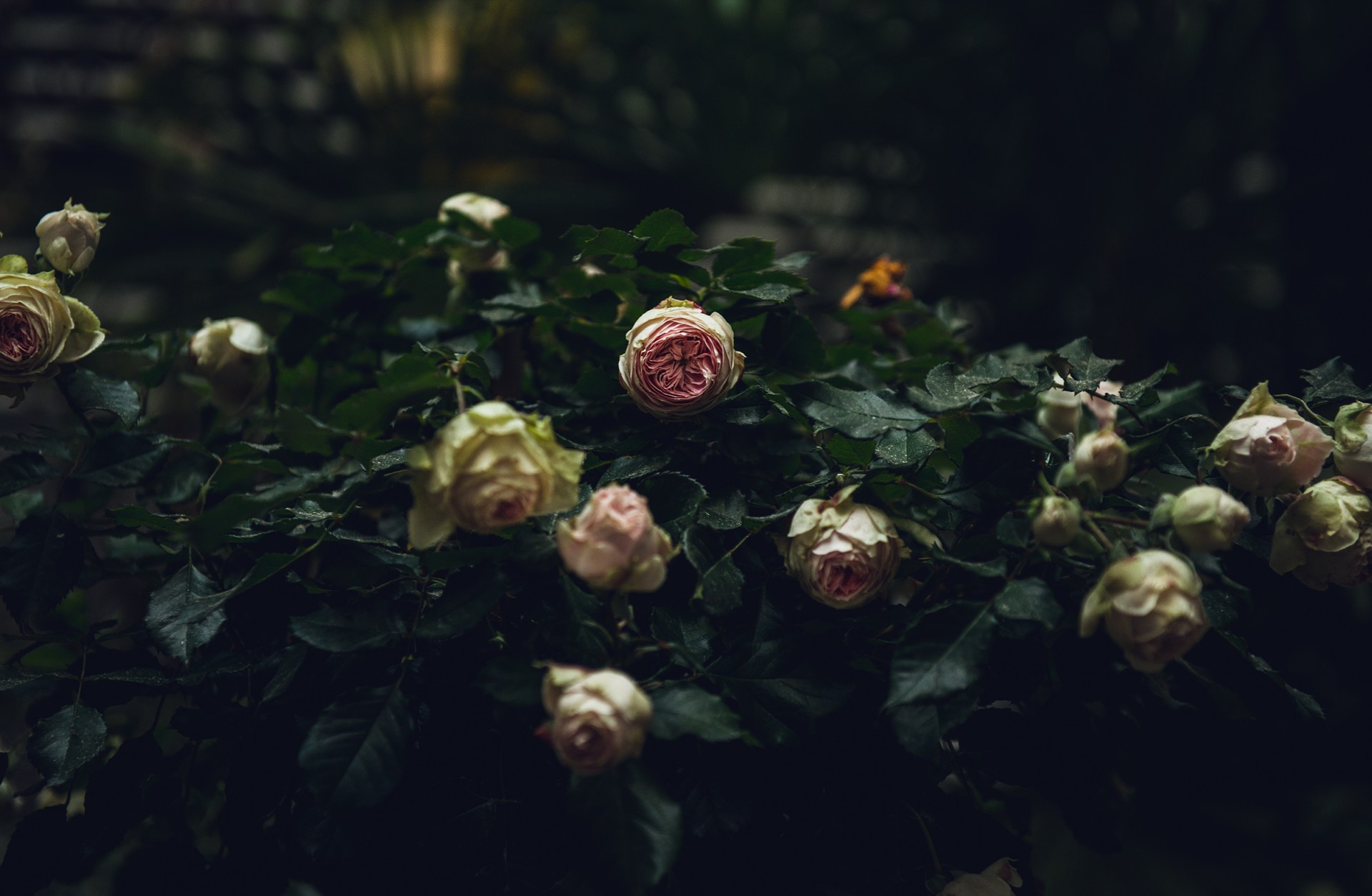 grand_ferdinand_moodley_branding_rosen