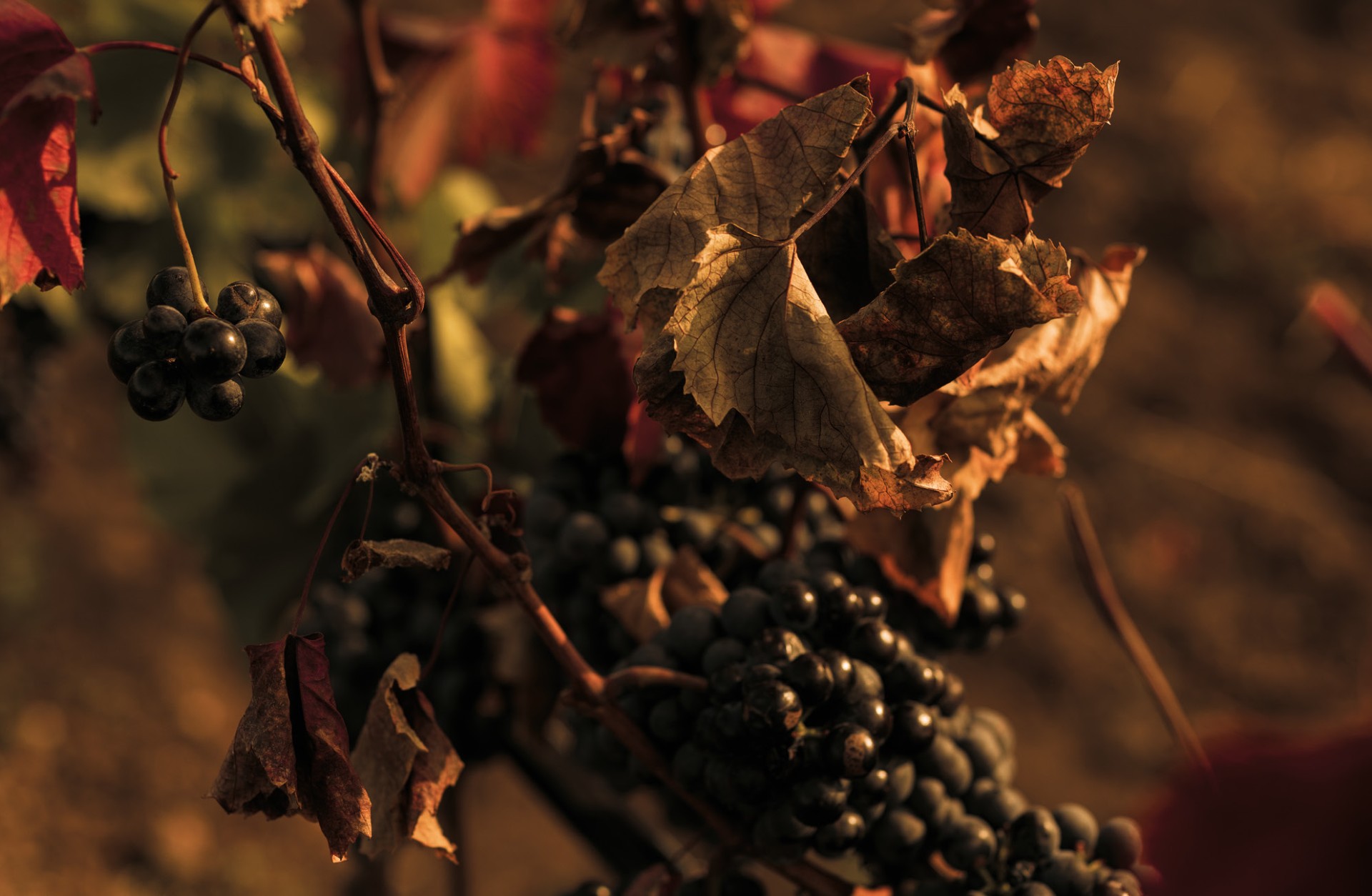 hannes_reeh_branding_weinreben